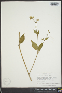 Mirabilis nyctaginea image