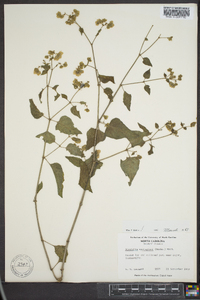 Mirabilis nyctaginea image