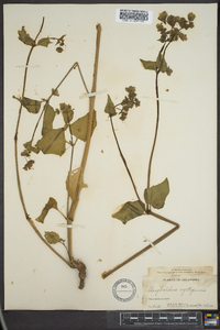 Mirabilis nyctaginea image