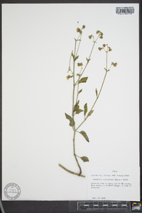 Mirabilis nyctaginea image