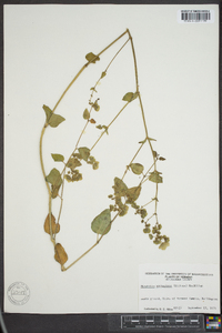 Mirabilis nyctaginea image