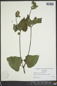 Mirabilis nyctaginea image