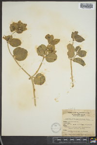 Mirabilis multiflora image