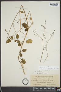 Boerhavia diffusa image