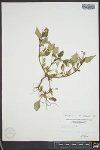 Boerhavia erecta image