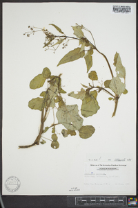 Boerhavia erecta image