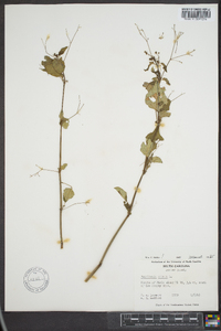 Boerhavia erecta image