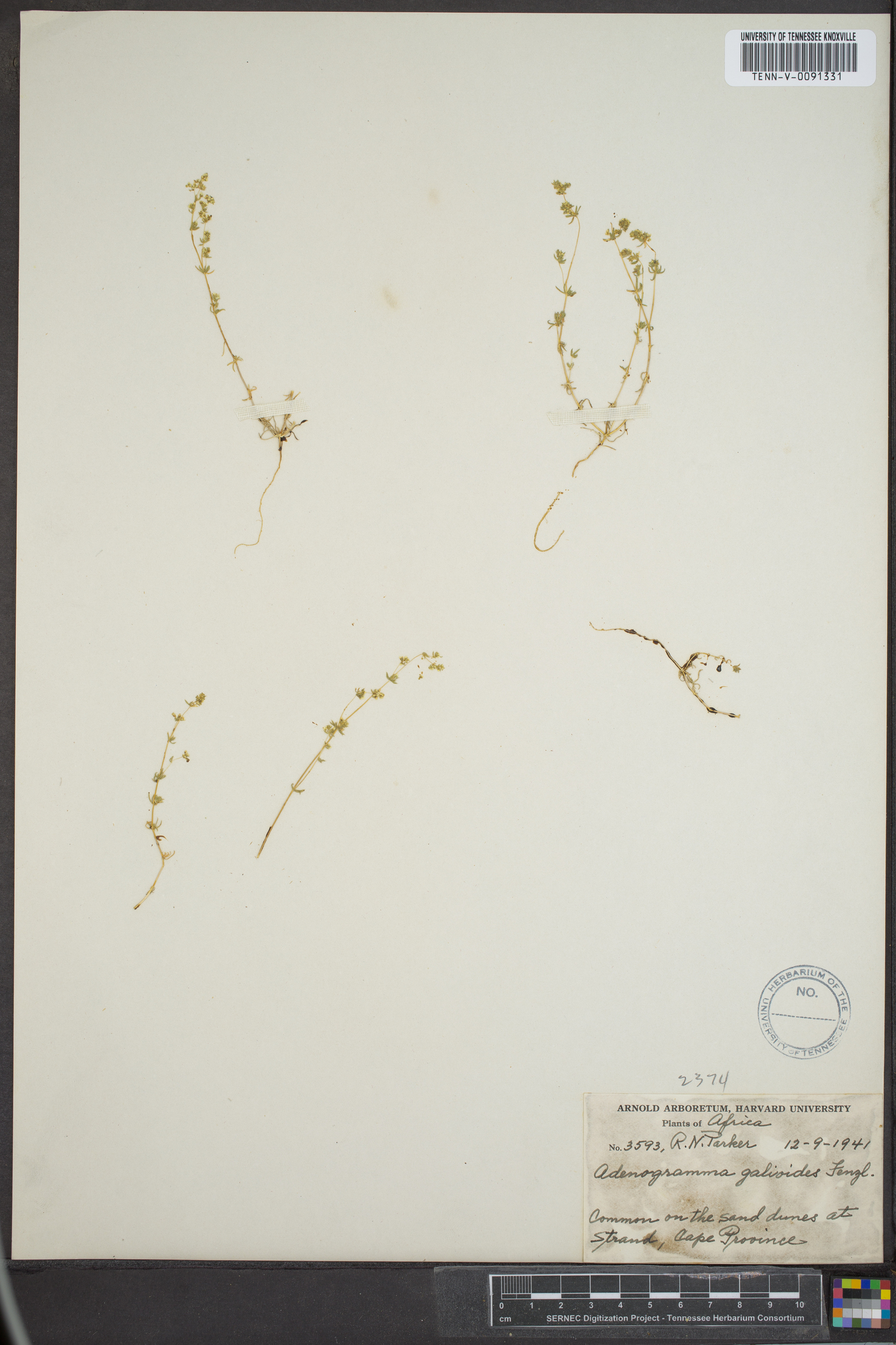 Adenogramma glomerata image