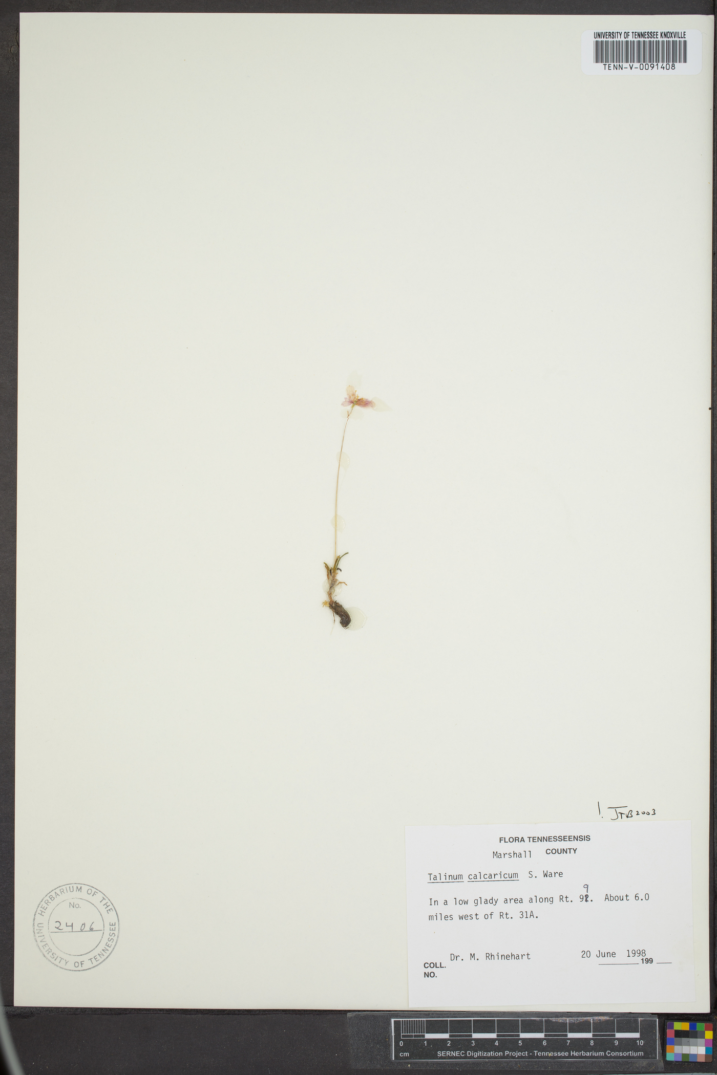 Phemeranthus calcaricus image