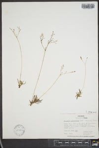 Phemeranthus calcaricus image