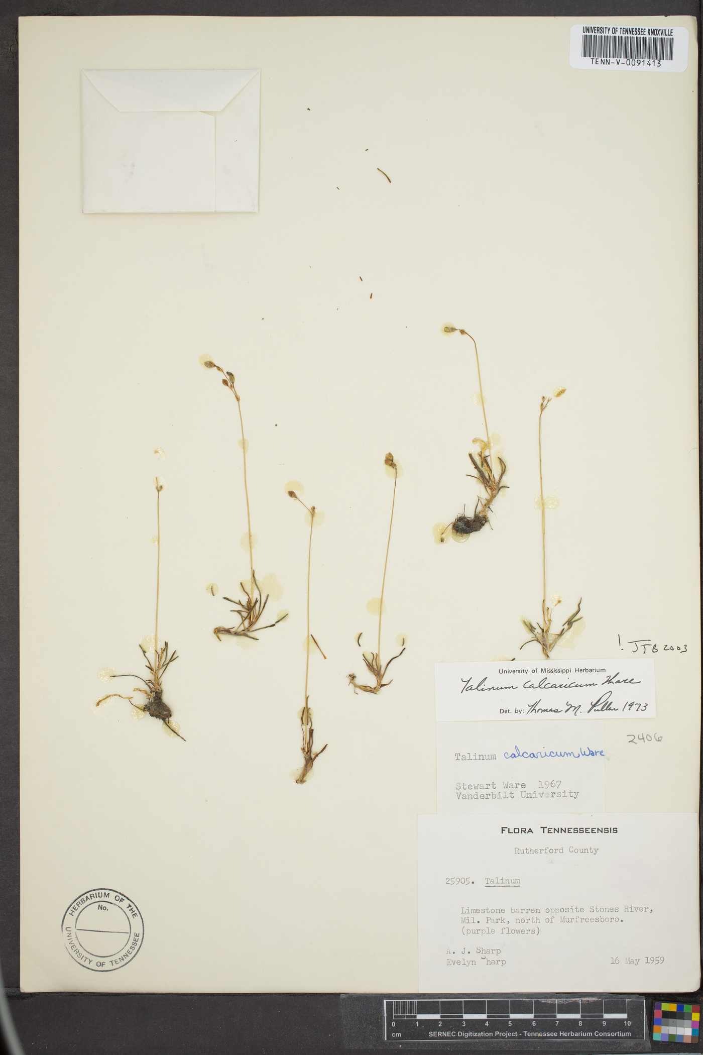 Phemeranthus calcaricus image