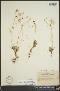 Talinum teretifolium image