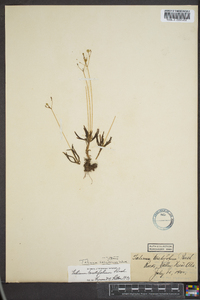 Talinum calcaricum image