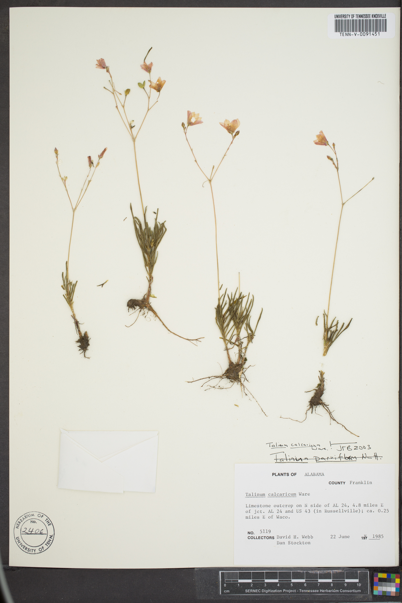 Talinum calcaricum image