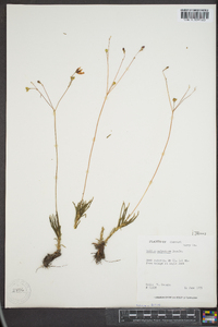 Phemeranthus calycinus image