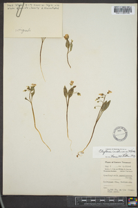 Claytonia caroliniana image