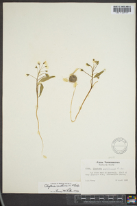 Claytonia caroliniana image