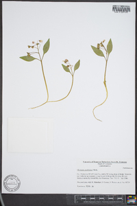 Claytonia caroliniana image