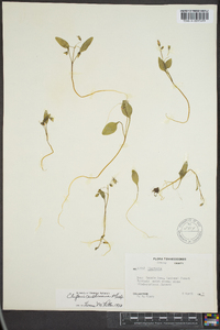 Claytonia caroliniana image