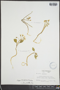 Claytonia caroliniana image