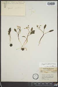 Claytonia caroliniana image