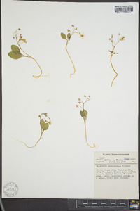 Claytonia caroliniana image