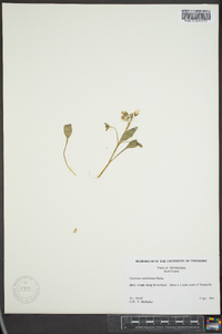 Claytonia caroliniana image