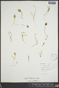 Claytonia caroliniana image