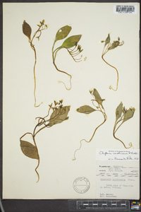 Claytonia caroliniana image