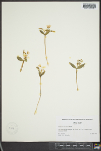 Claytonia lanceolata image