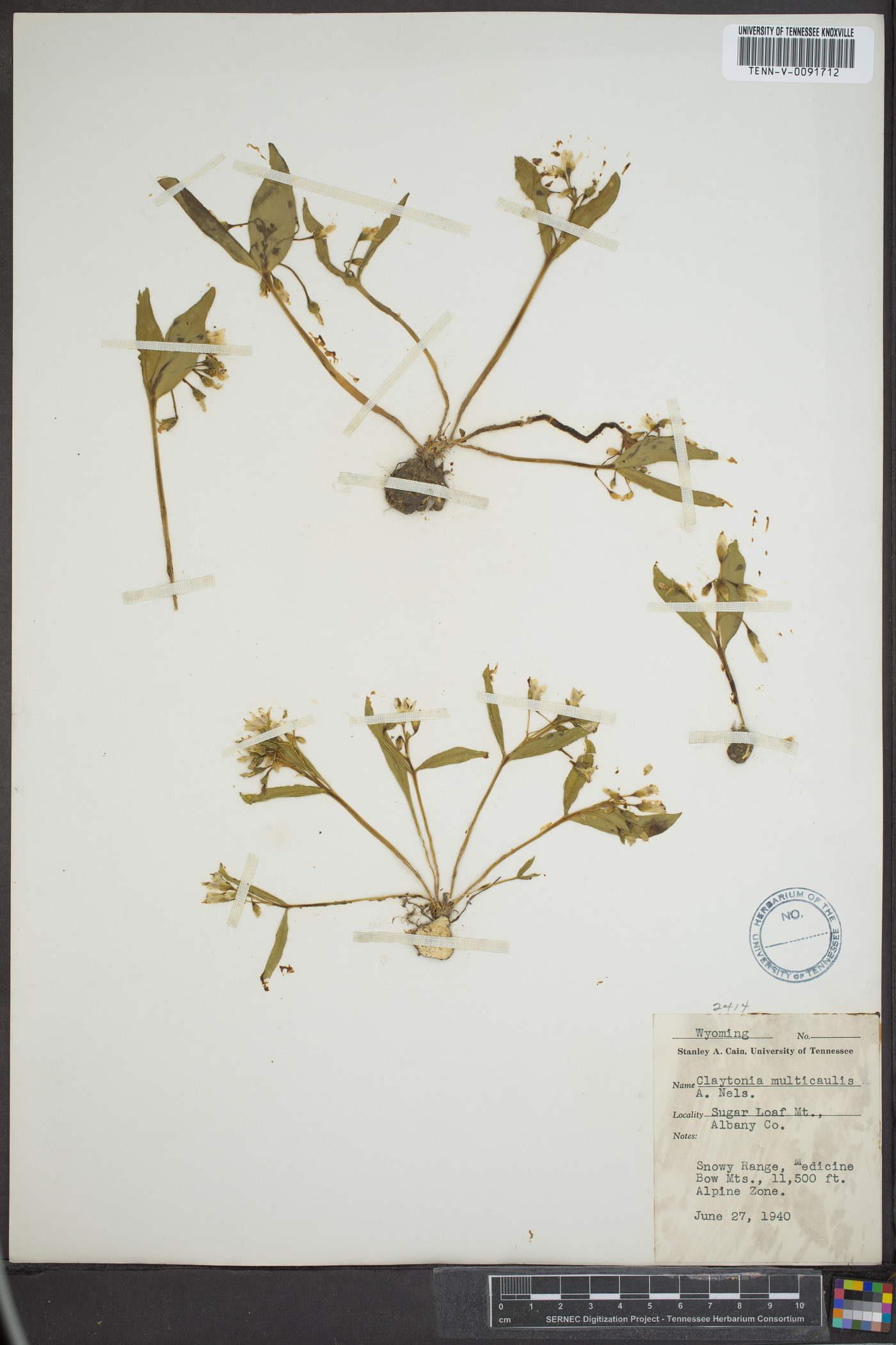 Claytonia multicaulis image