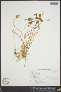 Claytonia perfoliata image