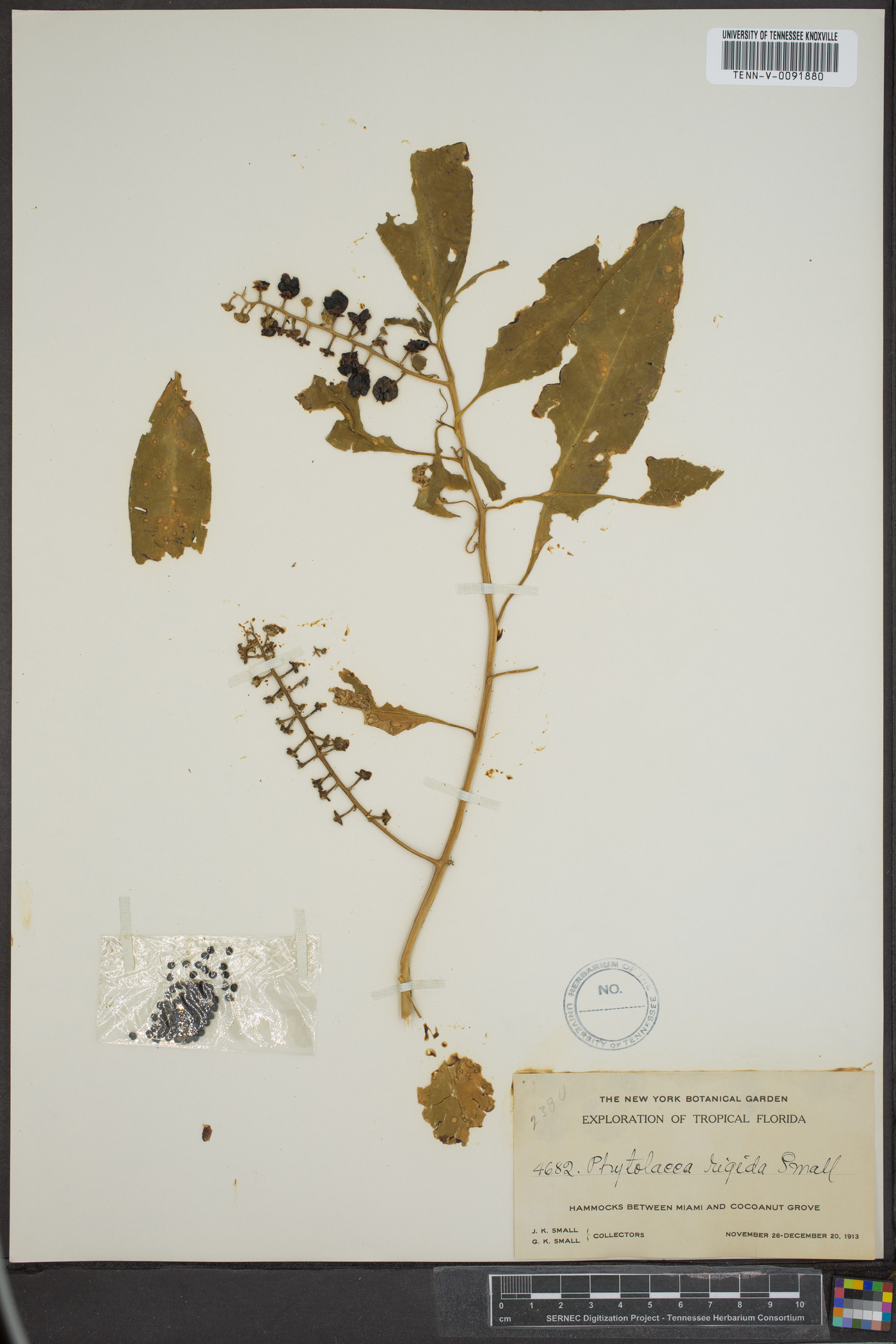 Phytolacca rigida image