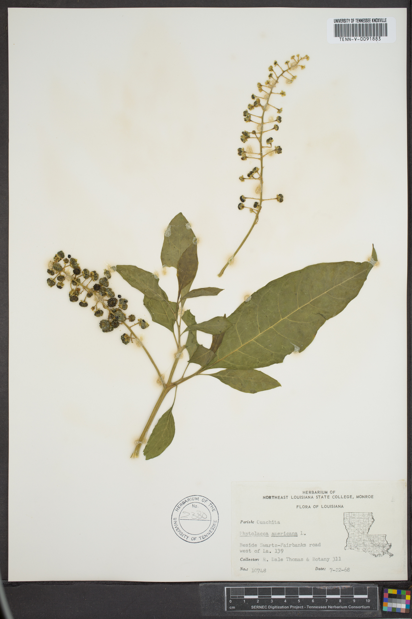 Phytolacca rigida image