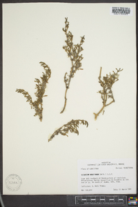 Sesuvium maritimum image