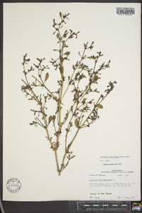 Sesuvium maritimum image