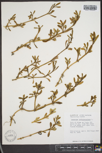 Sesuvium portulacastrum image