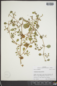 Trianthema portulacastrum image