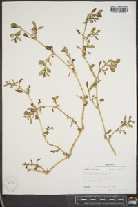 Trianthema portulacastrum image