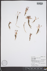 Lewisia pygmaea var. pygmaea image