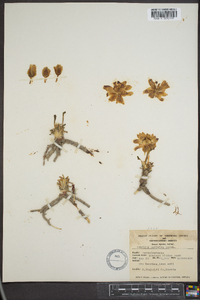 Lewisia rediviva image