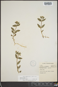 Stellaria pubera image