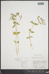 Stellaria pubera image