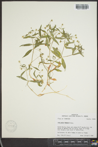 Stellaria pubera image