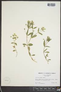 Stellaria pubera image