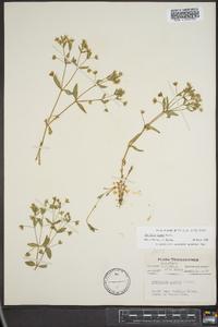 Stellaria pubera image