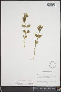 Stellaria pubera image