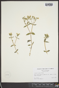 Stellaria pubera image