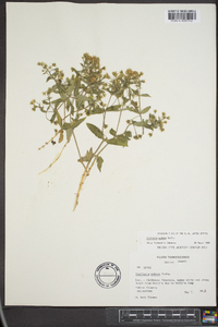 Stellaria pubera image