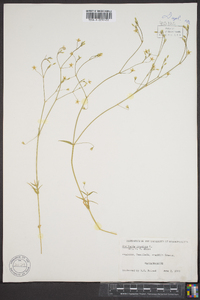 Stellaria graminea image